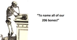 206 Bones Name List Pdf - MyPDF